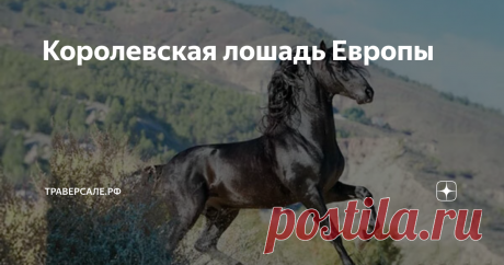 Королевская лошадь Европы Кого выбрать?
Доброго воскресного утра, уважаемые читатели! Вот интересный вопрос мне недавно задали: какая порода лошадей мне больше всего нравится? Я задумалась… Почему задумалась?
