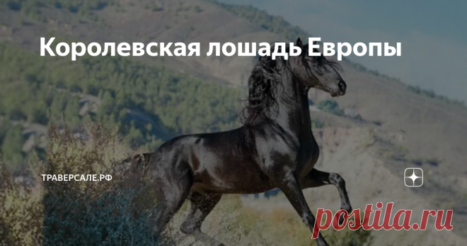 Королевская лошадь Европы Кого выбрать?
Доброго воскресного утра, уважаемые читатели! Вот интересный вопрос мне недавно задали: какая порода лошадей мне больше всего нравится? Я задумалась… Почему задумалась?