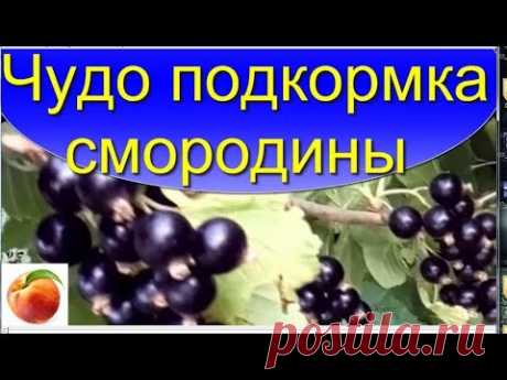 Чудо подкормка  для Смородины Ягода станет больше и вкуснее Miracle fertilize Сделайте это!! дома)