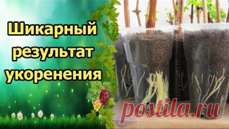 ЭТО НАДО ВИДЕТЬ!!! НОВЫЙ СПОСОБ УКОРЕНЕНИЯ ВИНОГРАДА ПОШАГОВО!