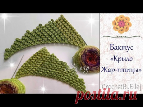 Красивый бактус 