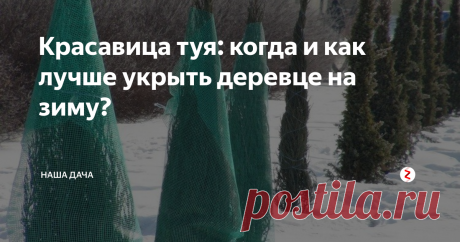 Красавица туя: когда и как лучше укрыть деревце на зиму? Туя – дерево морозостойкое и хорошо переносит русские, даже довольно серьезные, морозы. Так почему же дачники из года в год ищут информацию о том, когда и как ее лучше укрыть перед наступлением холодного сезона? Ответ, оказывается, прост: веточки туи очень хрупкие, и не выносят тяжести снега. Это одна из причин, почему тую следует «укутать» на зиму.