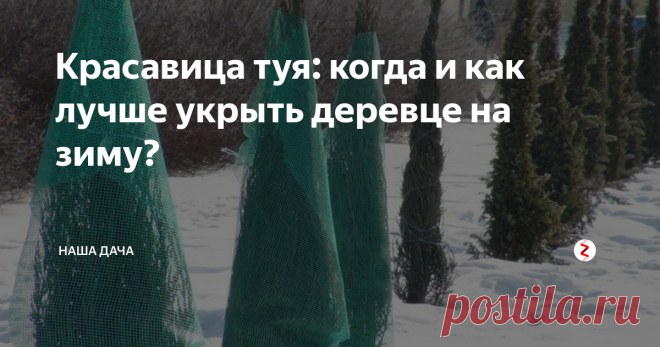 Красавица туя: когда и как лучше укрыть деревце на зиму? Туя – дерево морозостойкое и хорошо переносит русские, даже довольно серьезные, морозы. Так почему же дачники из года в год ищут информацию о том, когда и как ее лучше укрыть перед наступлением холодного сезона? Ответ, оказывается, прост: веточки туи очень хрупкие, и не выносят тяжести снега. Это одна из причин, почему тую следует «укутать» на зиму.
