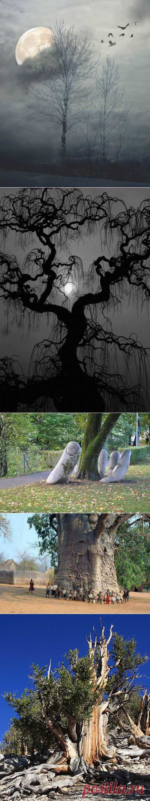 amazing trees | Dusky's Wonders
