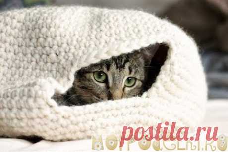 ДОМИК ДЛЯ ЛЮБИМЫХ КОТИКОВ!!! КРЮЧКОМ.