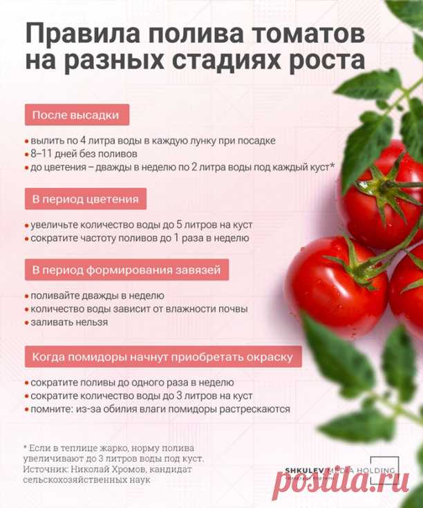 Прощай, урожай: эти ошибки в поливе уничтожат ваши помидоры

Разбираемся, как правильно поливать грядки, чтобы не лишиться томатов

Полив томатов — целая наука. Польешь их плохо — они осыпятся. Перестараешься — растрескаются. И это еще полбеды. Что еще может произойти с помидорами, если неверно за ними ухаживать, и как правильно их поливать — рассказывают агрономы.

Какая влажность и температура воды нужны помидорам?

Режим полива для помидоров зависит от двух главных факт...