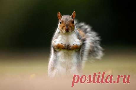 Животные в фотографиях
