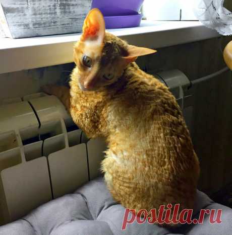 Корниш-рексы: 7 особенностей породы и потрясающие фото | Зверополис | Яндекс Дзен