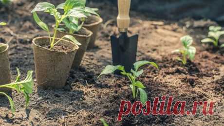 Мощный стимулятор роста — янтарная кислота! Удобрение для растений: томатов, огурцов и т.д.