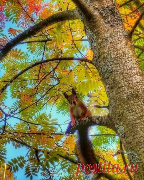 Осенний привет от белочки🐿️