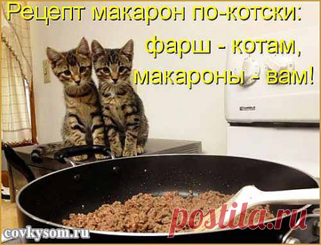 Подборка кулинарного юмора в котоматрицах № 29