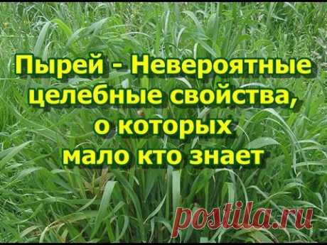 Пырей - Невероятные целебные свойства, о которых мало кто знает Пырей в народной медицине, при подагре, остеохондрозе, артритах, геморрое, хронических запорах, хронических колитах, проктитах, проктосигмоидитах, при желчно...