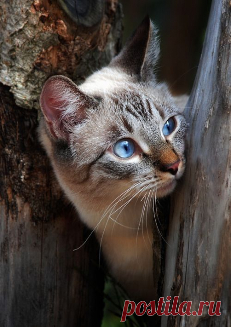 CHATS