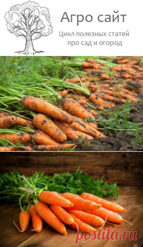 Мульчирование моркови: народный способ борьбы с сорняками и вредителями