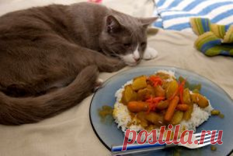 Кот не ест и не пьет: что делать?  Кот отказывается от еды. | Кошки, Коты и Котята - Мышек НЕТ!