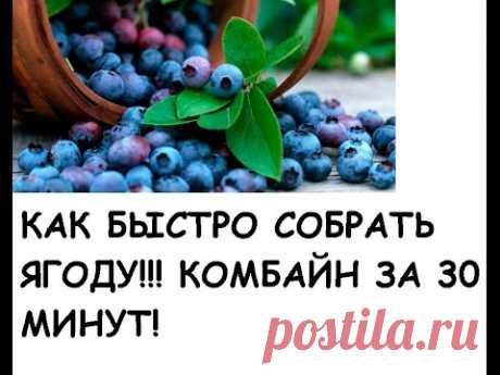 Стакан-комбайн для сбора ягод своими руками / Домоседы