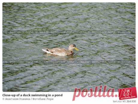 Close-up of a duck swimming in a pond Стоковое фото, фотограф Анастасия Усанина / Фотобанк Лори