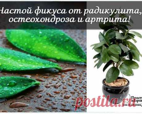 НАСТОЙ ФИКУСА ОТ РАДИКУЛИТА, ОСТЕОХОНДРОЗА И АРТРИТА!...