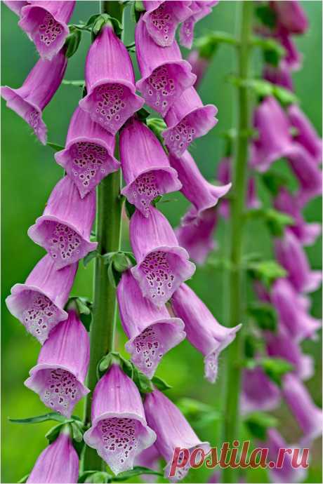 Foxglove (Digitalis purpurea) Foxglove (Digitalis purpurea), too common foxglove, purple foxglove and lady's glove, is a species of flowering plant in the plantain family Plantaginaceae.  Foxglove is native to and widespread throughout most of temperate Europe. It is also naturalised in parts of North America and some other temperate regions. The flowering stem develops typically 0,5 - 2 m tall, sometimes longer, depending on variety. The flowers are arranged in a showy, t...
