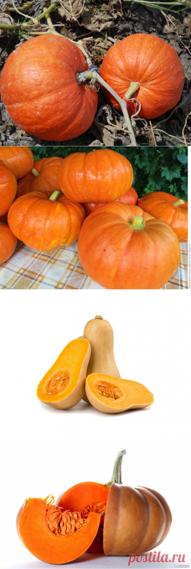 Amazon.com: Jarrahdale Pumpkin Seeds