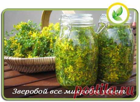 Зверобой все микробы убьет