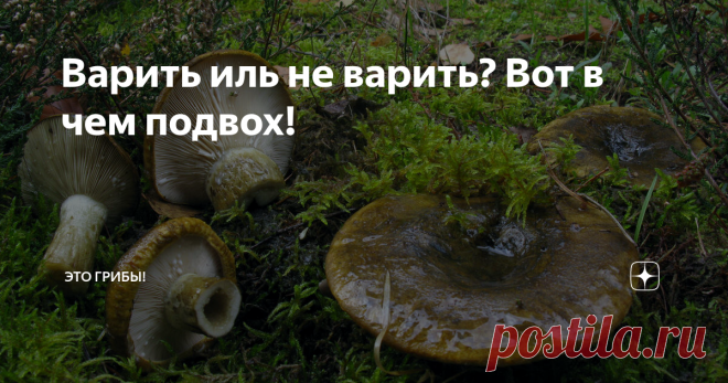 Варить иль не варить? Вот в чем подвох! Холодный засол или горячий? А вы на чьей стороне?