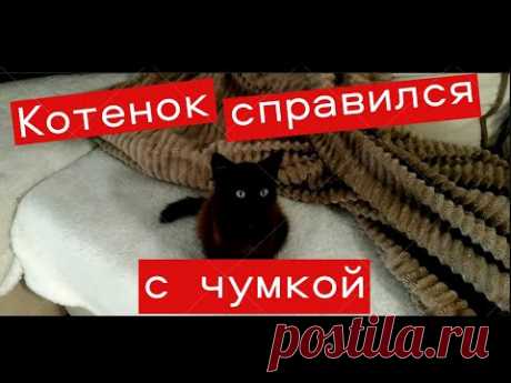 Мой опыт лечения чумки у кошек и котят Своими руками #ЕленаСитникова