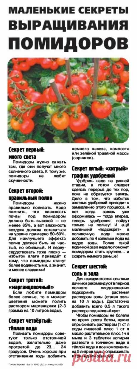 Маленькие секреты выращивания помидоров
