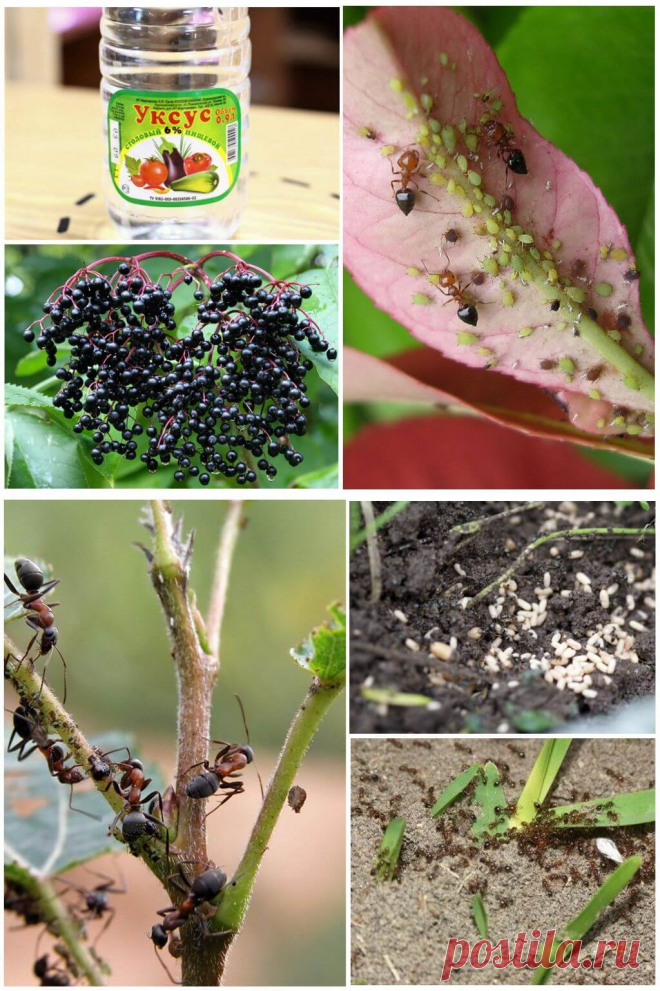 Как бороться с муравьями в саду и огороде народными средствами