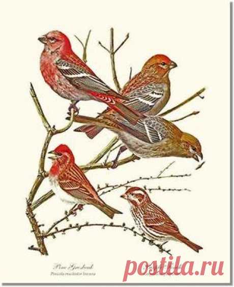 Grosbeaks Finches | Fuertes Bird Art Print | Vintage Wall Art Decor – Charting Nature