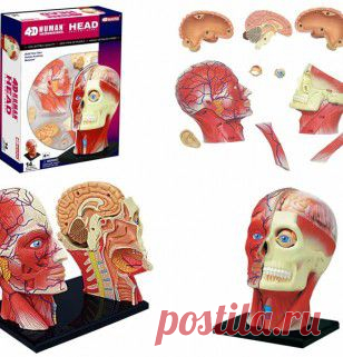 Анатомическая модель человеческой головы состоящая из 14 деталей.