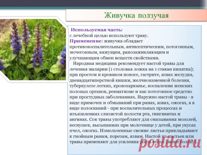 Живучка ползучая