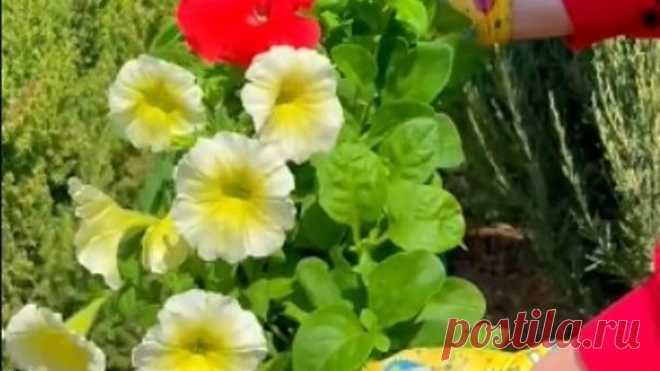 Сажаем ПЕТУНИЮ🌺 Хочешь красивые вершки? Покорми корешки!