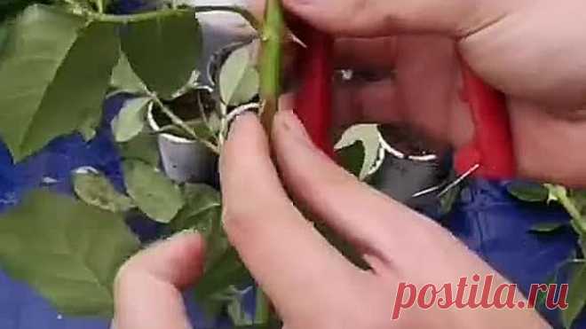 Как я черенкую розы!🌹👍 Полезно знать!📌