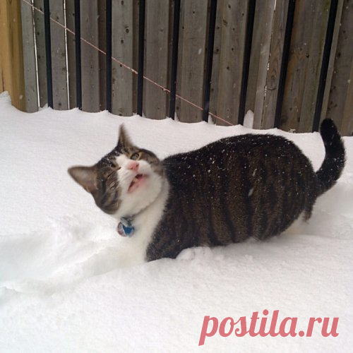 10 фото-историй забавных котиков, у которых не сложились отношения со снегом | Любопытный енот | Яндекс Дзен