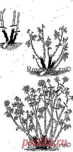 Обрезка роз :: Энциклопедия роз