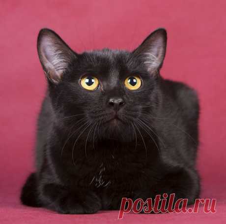 Ищет дом черная красавица - кошка Глаша! город Москва – ДворняЖки, пользователь Natalia Chiki | Группы Мой Мир