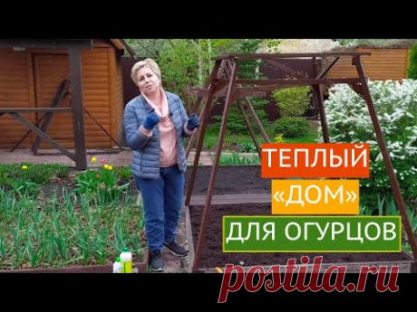 САЖАЕМ ОГУРЦЫ ТАК, ЧТОБЫ СОБРАТЬ УРОЖАЙ НА 2 НЕДЕЛИ РАНЬШЕ ОБЫЧНОГО!!!
