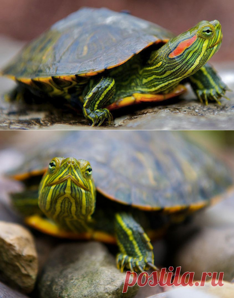 Красноухая черепаха в домашних условиях:уход,содержание,фото,кормление