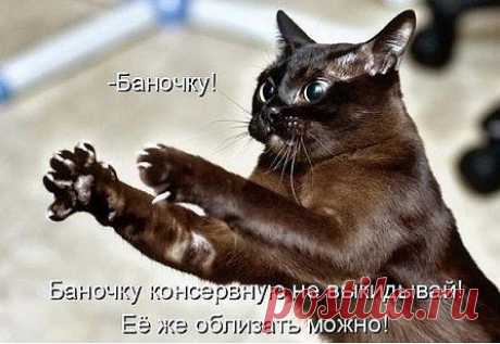 ненаелся
