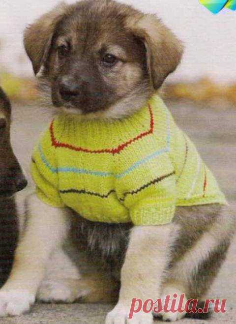 Общие рекомендации по вязанию свитера для собаки с рукавами реглан