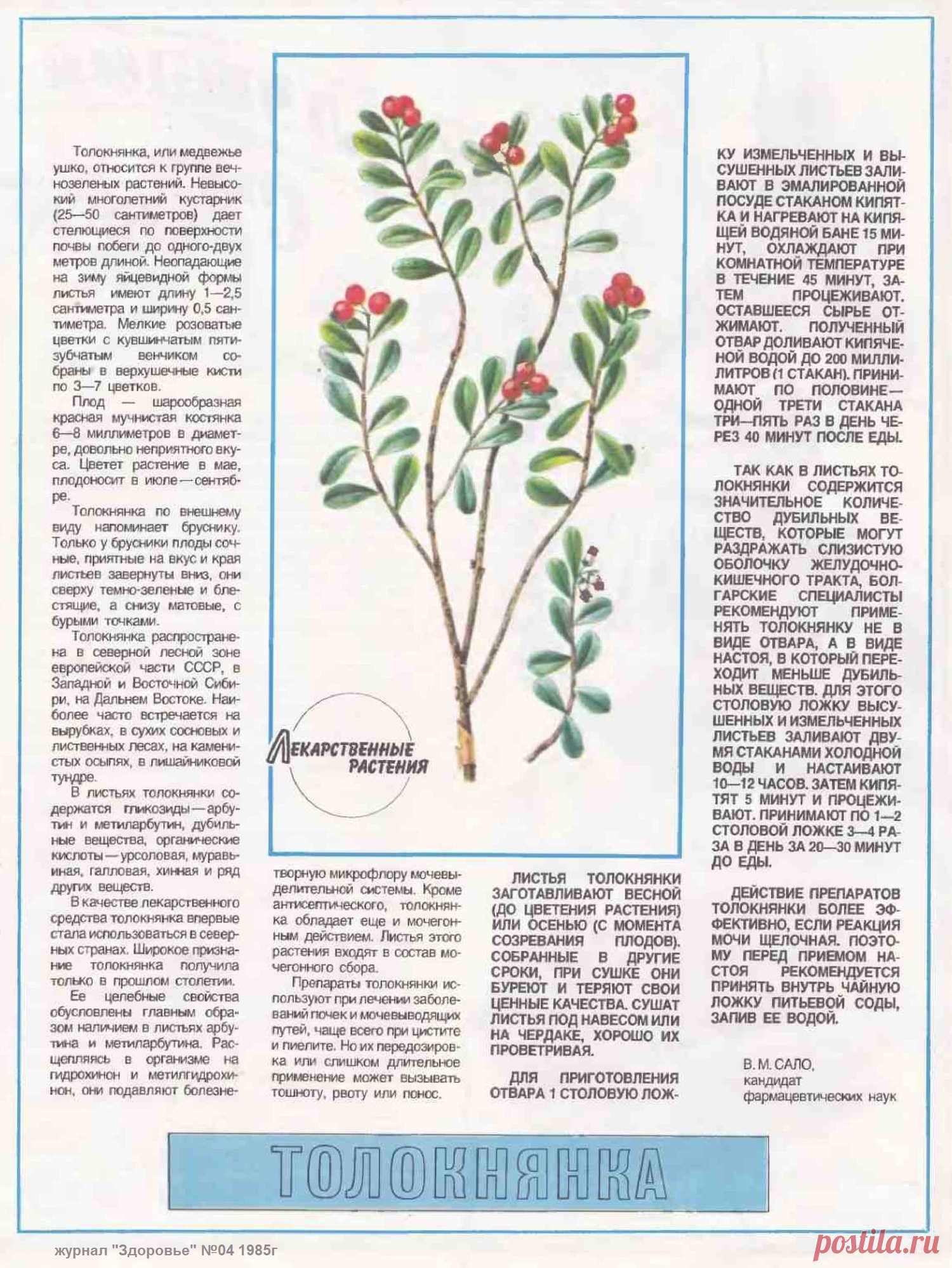 Толокнянка (медвежье ушко)