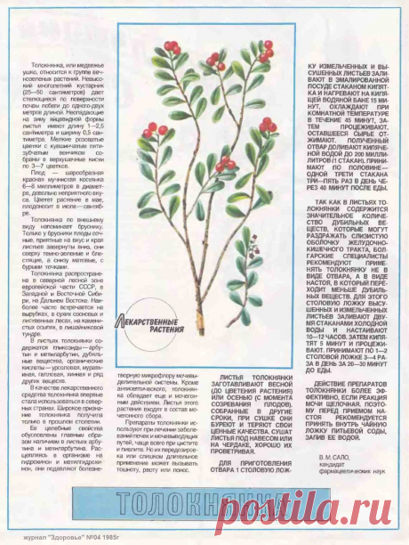 Толокнянка (медвежье ушко)