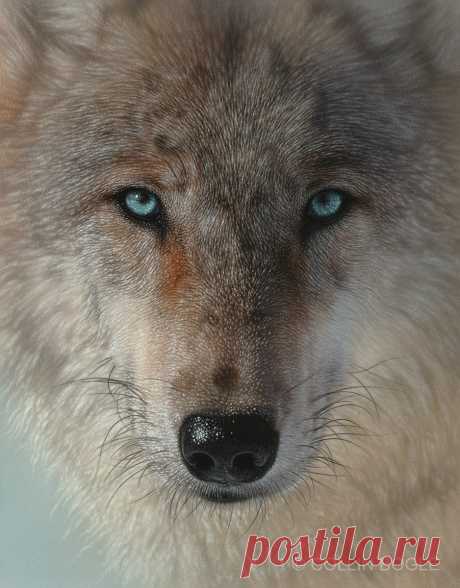 Inner Wolf Pack - Картина с волком, ручная подпись волка, гравюра Коллина Богла – Collin Bogle Nature Art