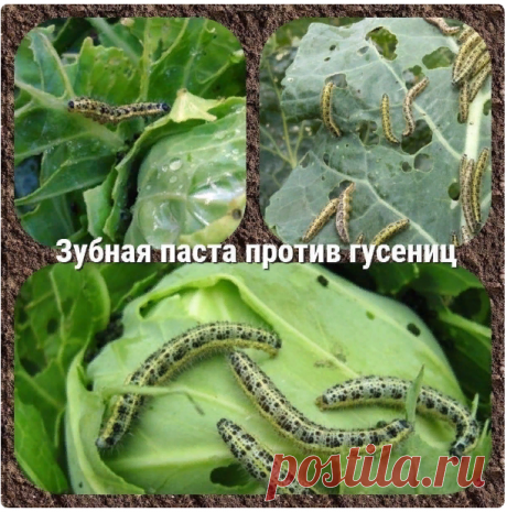 Светлана Федорова