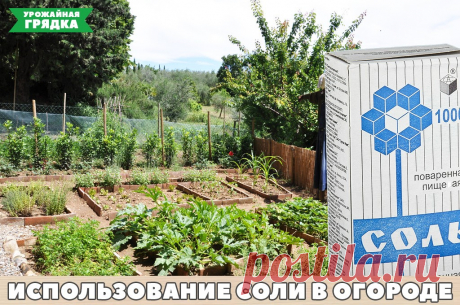 Применение соли на дачах и огородах