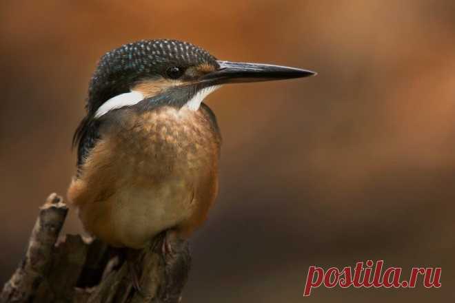 15 ослепительных фотографий птиц России | WWF России | Яндекс Дзен