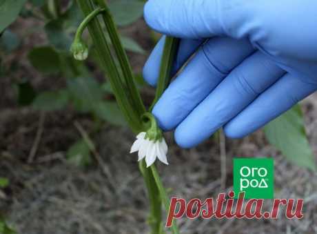 Как и зачем пасынковать перец | Перец, баклажаны (Огород.ru)