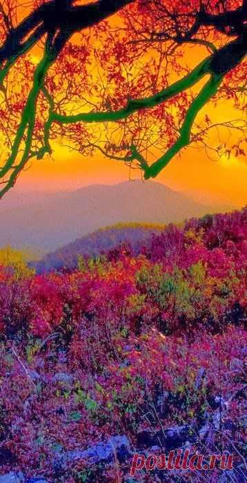 Autumn at Shenandoah National Park in the Blue Ridge Mountains of Virginia | Patricia Parden приколол(а) это к доске Mother Nature's Touch