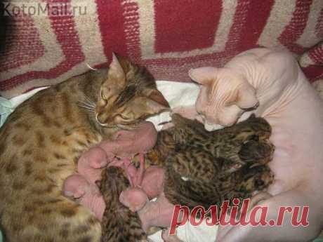 ЕЩЁ КОТЭ | KotoMail.ru